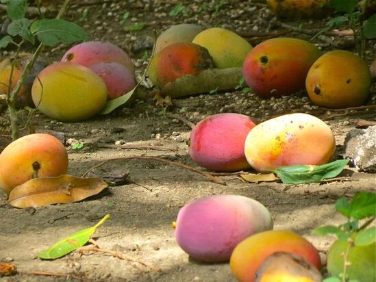 Sərxoş tutuquşular şəhəri istila etdi - FOTO
