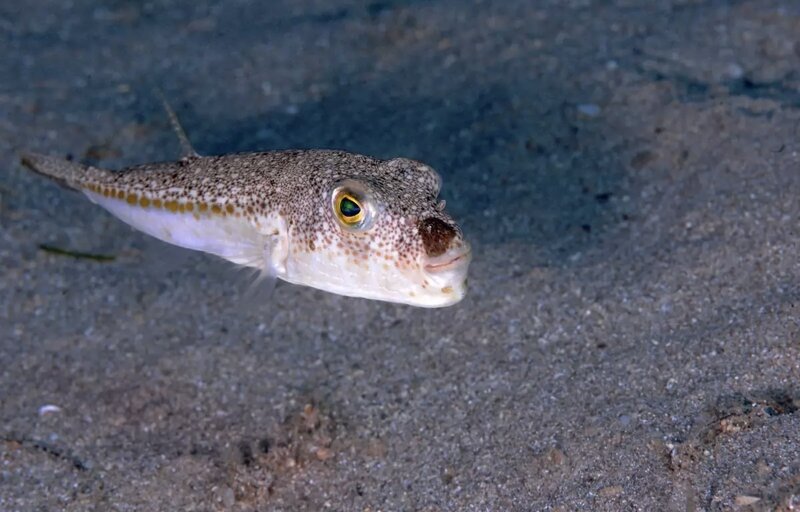 Bu balığı ovladılar, 48 580 manat pul aldılar