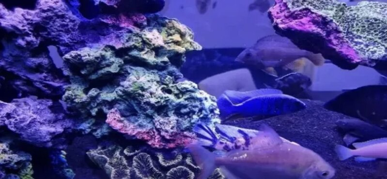 Xəstəlik və yırtıcılar tərəfindən məhv edilməsə, əbədi yaşayacaq canlı