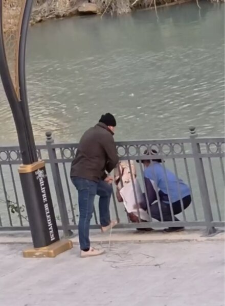 Tilovla çaydan 30 kiloqramlıq balıq tutdu