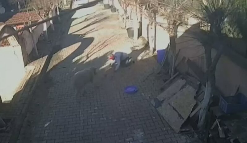 Sahibinə hücum edən qoç gündəm oldu - VİDEO