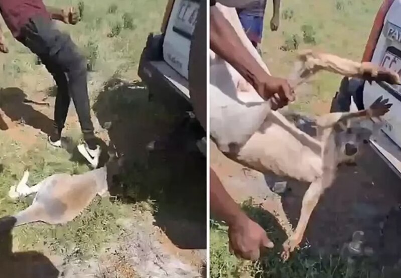 Müdafiəsiz kenquruya edilən işgəncə Avstraliyada rezonans doğurdu - VİDEO