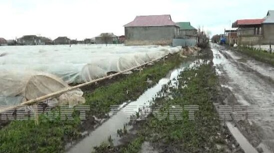 Cəlilabadda yağışlar kartof sahələrinə ciddi ziyan vurub - FOTO