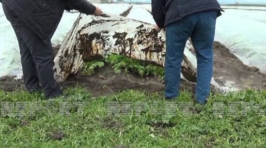 Cəlilabadda yağışlar kartof sahələrinə ciddi ziyan vurub - FOTO