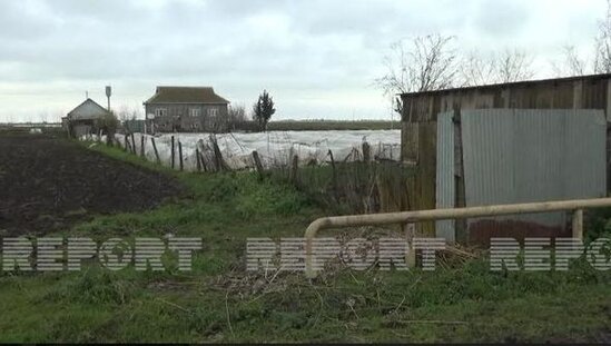 Cəlilabadda yağışlar kartof sahələrinə ciddi ziyan vurub - FOTO