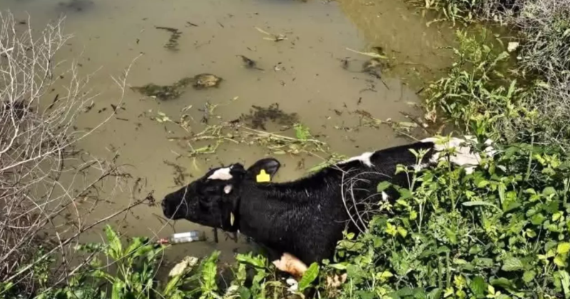 Su kanalına düşən inək xilasedicilər tərəfindən qurtarılıb