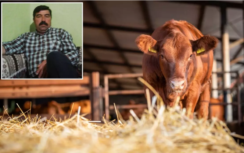 Süd sağmaq üçün girdiyi tövlədən cansız bədəni çıxdı