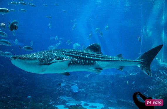 Dünyanın ən uzun balığı hansıdır?