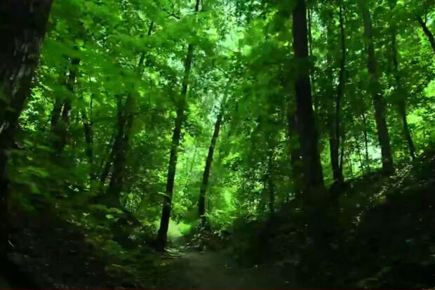 İslamda yaşıl rəngin müqəddəsliyi uydurmadır, ya həqiqət? - VİDEO