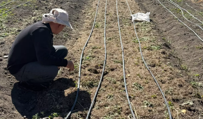 İşsiz qalıb əkdi, həyatı dəyişdi! İndi kilosunu 200 minə satır
