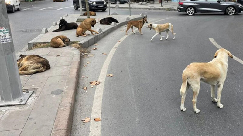 Sahibsiz itlərin hücumuna məruz qalan adam ŞOK YAŞADI: Eyni məhəllədən 30-40 nəfər... - FOTOLAR