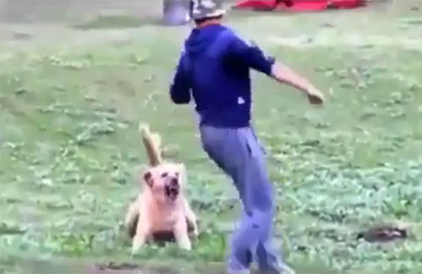 Çoban iti üstünə hücum çəkib, qapmaq istədi – Oğlan iti doğulmağına peşman etdi (Video izlə)