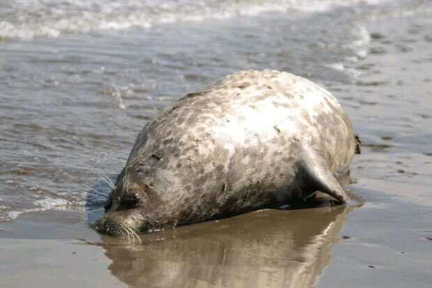 Sumqayıt sahilində suiti niyə ölüb? - FOTO
