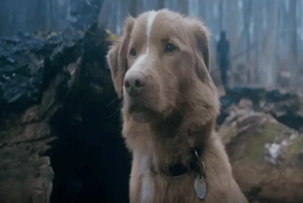 Tarixdə ilk dəfə: İt aktyorluq oyununa görə mükafat aldı