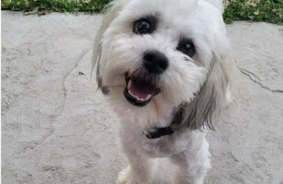 ABŞ-də iti öldürülən sakinə fantastik məbləğdə təzminat ödənildi