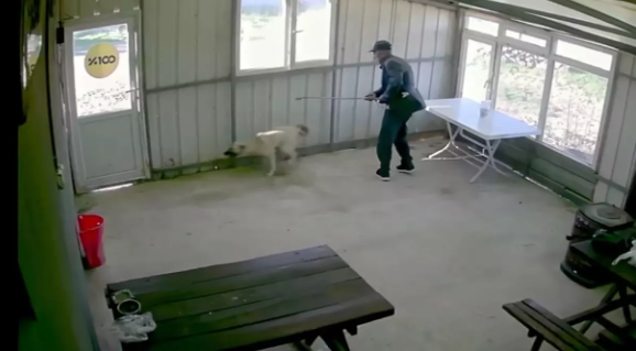 81 yaşlı kişi əl ağacı ilə iti döyüb - VİDEO