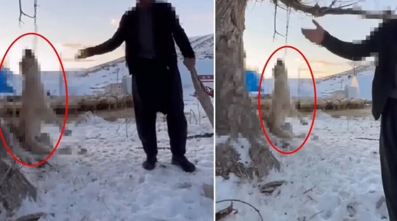 Çox yediyi üçün itini ağaca asaraq öldürdü - VİDEO