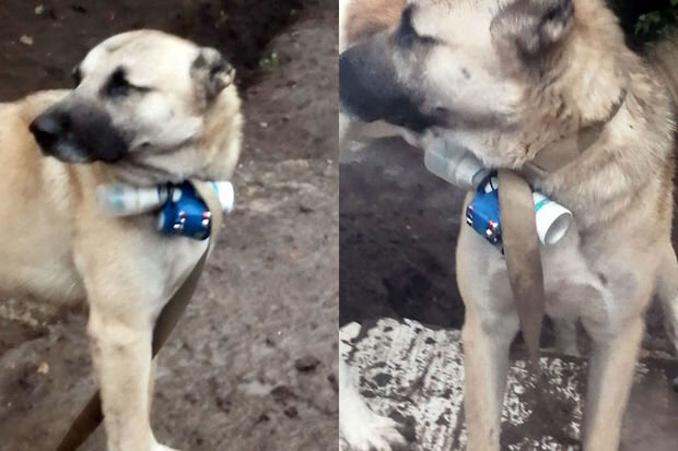 Erməni separatçılardan terror cəhdi: Hərbçilərimizə qarşı heyvanlardan istifadəyə çalışırlar - FOTO