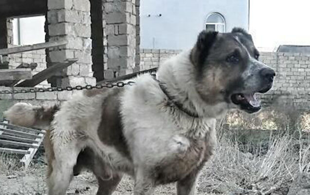 O qızcığazın həyatını danışa bilməyən Elmar qurtarıbmış...