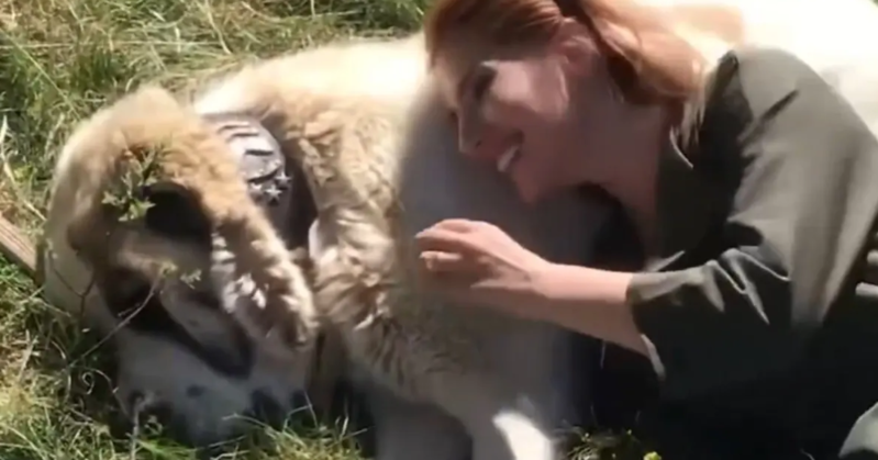 İti sığallamaq istəyən qadının sonu faicə ilə bitdi - VİDEO