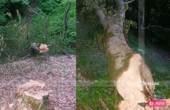 Cəlilabad meşələrində ağaclar qanunsuz olaraq kəsilir?