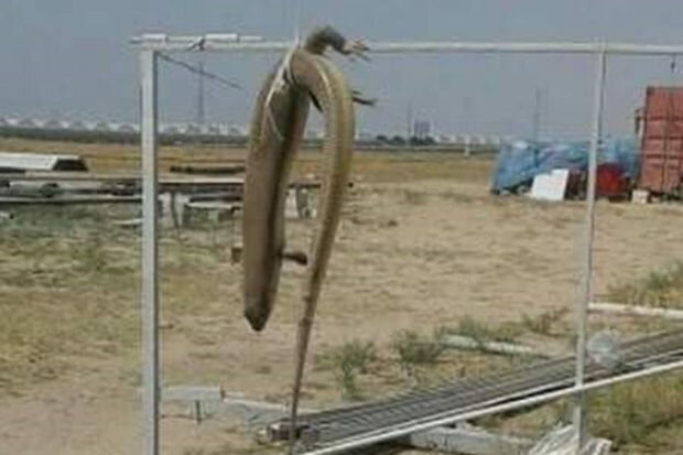 Bakıda tapılan nəhəng kərtənkələ öldürüldü - FOTO