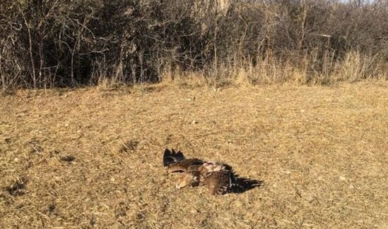 Ankarada Bolqarıstanda sağaldılan nadir "şah qartal"ın ölüsü tapıldı