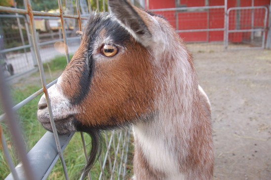 Dünyanın düşündüyünüzdən daha gözəl yer olduğunu isbat edən 20 FAKT - FOTO