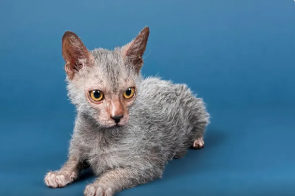 Ən nadir 5 pişik cinsi - Çoxları onlar haqqında ilk dəfə eşidirlər