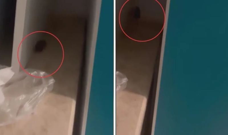 Xəstəxanada siçan görüldü, rəhbərliyin aldığı qərar şok etdi - VİDEO