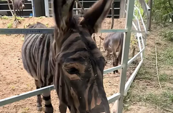 Çin zooparkında uzunqulağı boyayıb zebra kimi təqdim etdilər
