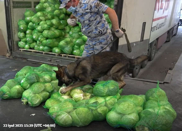 İrandan gələn kələmlərin içindən görün nələr çıxdı?