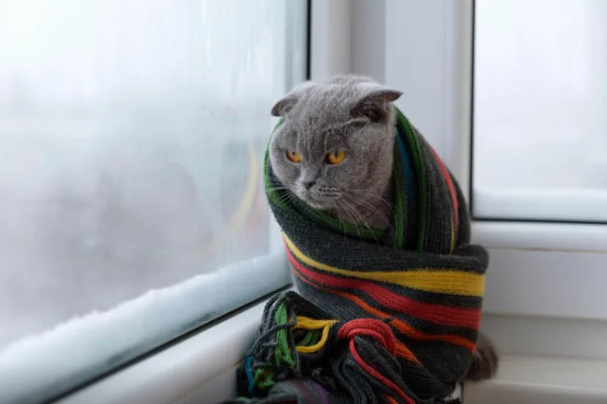 Pişiklər soyuğun yaxınlaşdığını hiss edə bilirlərmi: məşhur inanc yoxlanıldı