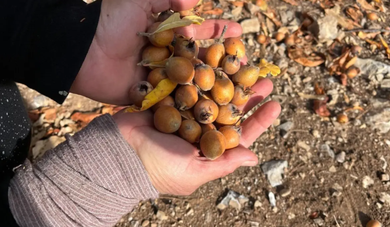 30 il əvvəl bir nəfər əkdi, indi yeyənlər həm şəfa tapır, həm də satır - VİDEO