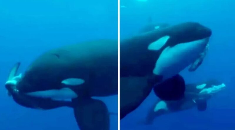 Köpəbalığını saniyələr içində parçaladılar - VİDEO