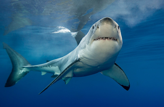 Köpəkbalıqları lal hesab edilirdilər, lakin gözlənilmədən "danışmağa" başladılar