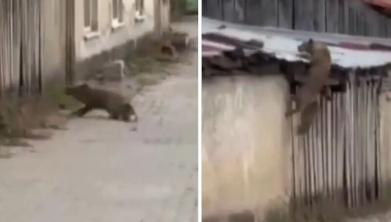 İt səsi eşidən tülkü görün nə etdi - VİDEO