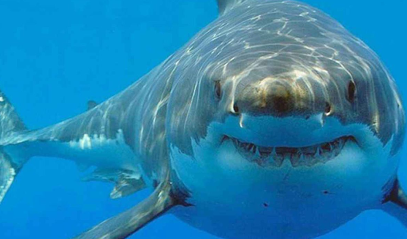 Şok araşdırma: Köpək balıqlarında kokain və dərman qalıqları aşkarlanıb