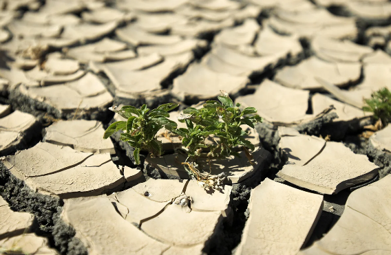 Qlobal istiləşmə antibiotiklərə davamlı bakteriyaların çoxalmasına səbəb olur - Yeni araşdırma