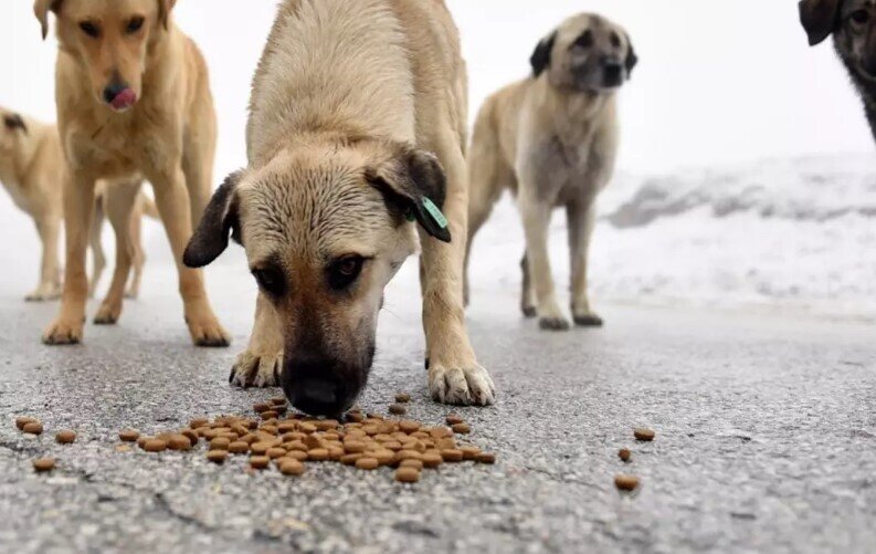 Sahibsiz itləri nəzarətsiz bəsləmək qadağan olundu