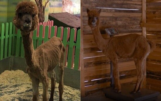 Ac saxlanıldığı deyilən alpaqanın son halı - VİDEO