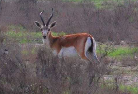 Ata-oğul ceyran ovlayırmış...Salyanda