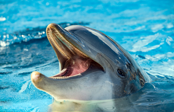 "Google" delfinlərin dilini öyrənəcək