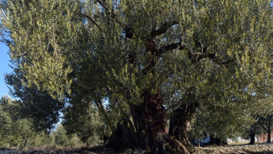 140 illik zeytun ağacı satışa çıxarıldı