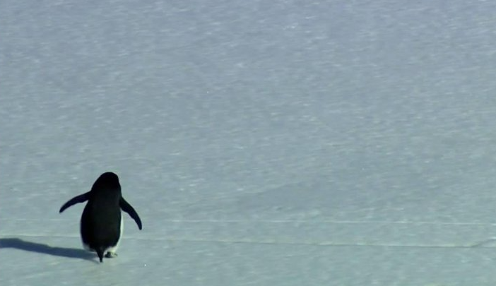 İnsanlar niyə məşhur pinqvin videosuna özlərini bənzətdi? - AÇIQLAMA