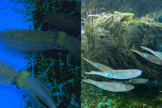 Alimlər ilk dəfə kalmarların rənginin necə dəyişdiyini lentə aldılar - VİDEO