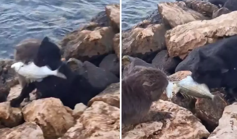 Ovladıqları balığı bölmək uğrunda mübarizə aparan pişiklər sosial mediada gündəm olub - VİDEO