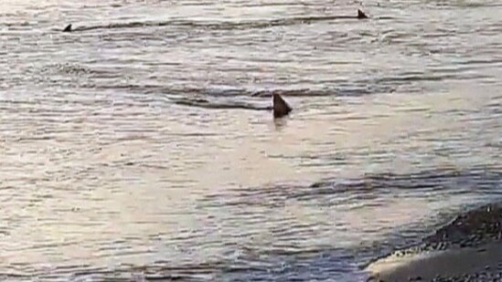 Köpəkbalığı sürüsü sahil yaxınlığında - VİDEO