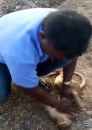 Meymuna süni nəfəs verdilər - VİDEO