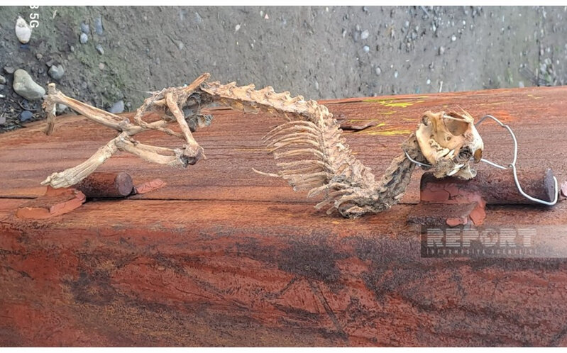 Tərtərdə naməlum heyvan skeleti tapılıb - FOTO